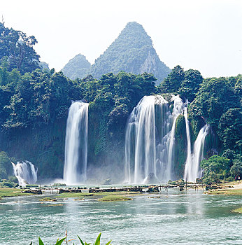 bach thu lo kep mien bac