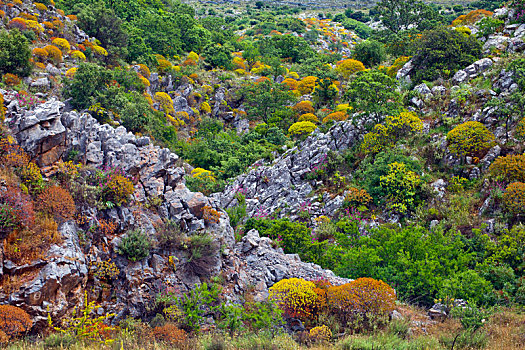 soi cau rong bach kim 2nhay