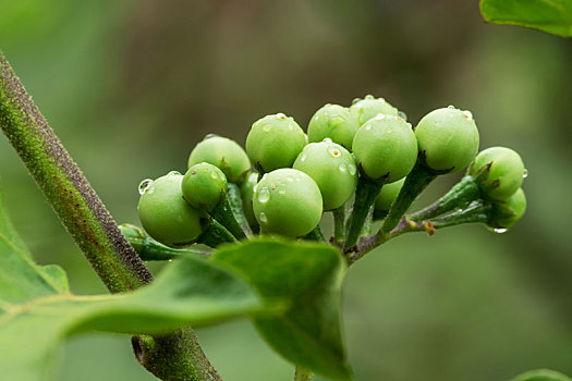 soi cầu 24 giờ