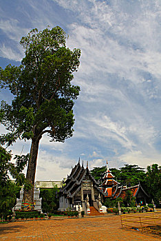 soi cau theo tuan