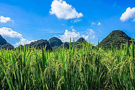 soi cau lo bachthu