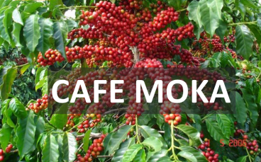 Cà phê Moka – Hoàng hậu trong vương quốc cà phê