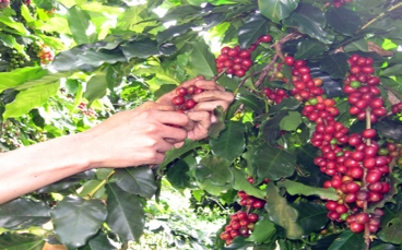 Tìm hiểu về cà phê Arabica Cầu Đất