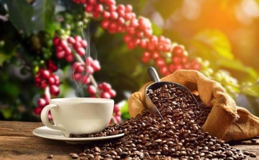 “Vua” xuất khẩu cà phê cũng sắp cạn kho